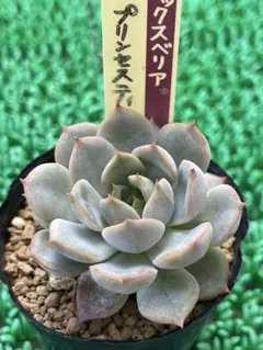 2025年最新】ミックスベリア 円の人気アイテム - メルカリ