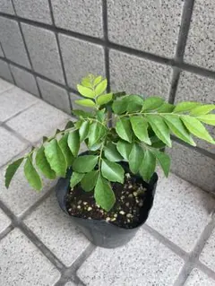 カレーリーフ 苗 ハーブのサムネイル