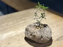 【CHARCOAL】桜島産軽石鉢 × 残雪の峰 / 一点物 CHARCOAL】桜島産軽石鉢 × 残雪の峰 / 一点物 - メルカリ