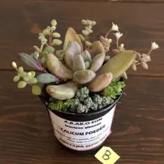Bそのまま飾れます❤️ カラフル　紅葉　多肉植物　寄せ植え　育て方メモつき