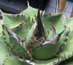 2025年最新】オテロイ 実生 子株の人気アイテム - メルカリ