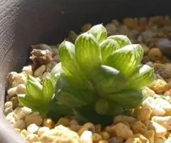 ハオルチア　オブツーサ　 多肉植物