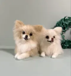 羊毛フェルト　伏せをするチワワ　クリーム系