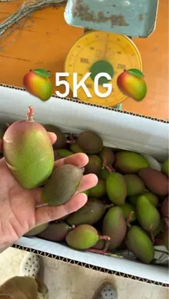 摘果マンゴー 5kg - メルカリ