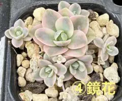 ⑧ 子持ち蓮華錦 鏡花 抜き苗 オロスタキス 多肉植物 - メルカリ