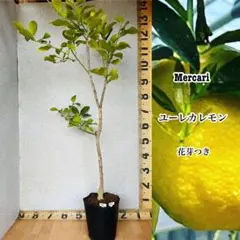 4年生　花芽つき　ユーレカレモン接木苗／樹高120センチ　撮影品のお届け