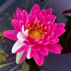 りぼん様 リクエスト 4点 まとめ商品