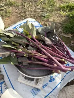 se ki様専用ページ