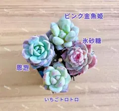 BTN様 リクエスト 2点 まとめ商品