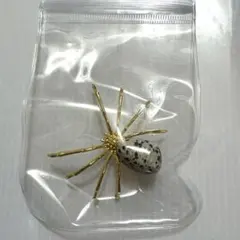 2026年最新】蜘蛛 標本の人気アイテム - メルカリ