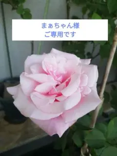 まぁちゃん様　ご専用　ケアマフ