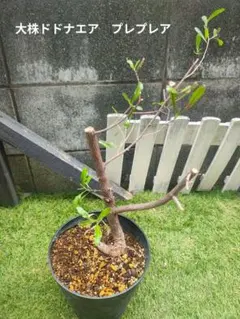 ガジュマル 引き取り限定 ガジュマル 観葉植物 引き取り限定 - メルカリ