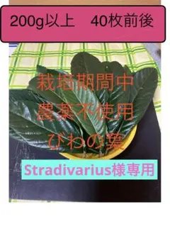 Stradivarius様専用 びわの葉　200g 20cm前後の葉