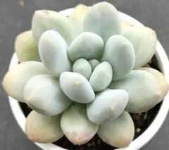 きいばば様専用おまとめ割 リクエスト 3点 まとめ商品