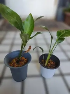 2026年最新】オーガスタ 観葉植物の人気アイテム - メルカリ