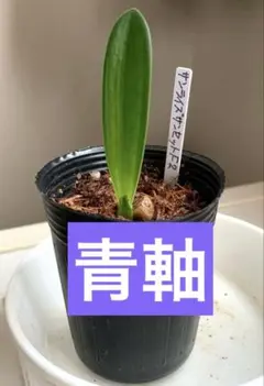 メルカリ便で発送❣️現品　実生苗　君子蘭　緑花　大株　抜き苗 2026年最新】君子蘭 苗の人気アイテム - メルカリ