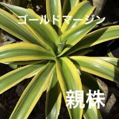 2026年最新】アガベ ゴールドマージンの人気アイテム - メルカリ