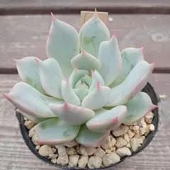 Merry様 リクエスト 2点 まとめ商品