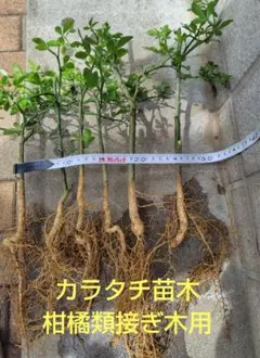 カラタチ6本　柑橘類接ぎ木用のサムネイル