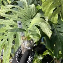 2026年最新】アンスリウム斑入りの人気アイテム - メルカリ