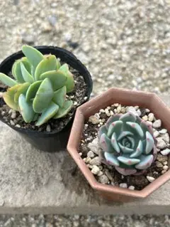 多肉植物2種セット抜き苗のサムネイル