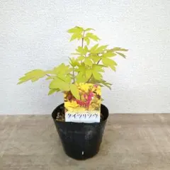 S.....K様 リクエスト 2点 まとめ商品