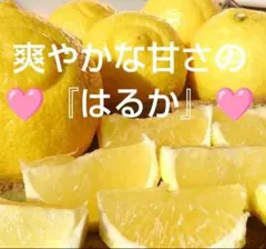 hanaco様専用です。