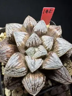47e 多肉植物 ハオルチア 実生苗 自家繁殖 鉢植え発送 - メルカリ