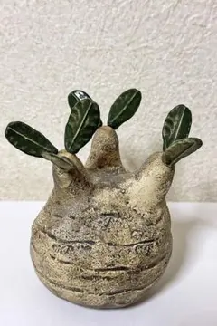 【陶器製】陶植　グラキリス