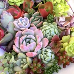 カラフルな多肉弁当