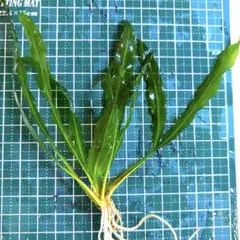 2026年最新】エキノドルス 座標軸の人気アイテム - メルカリ