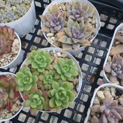 のののん様 リクエスト 2点 まとめ商品