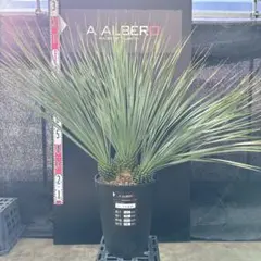 2026年最新】ロストラータ ブルーの人気アイテム - メルカリ