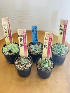 2025年最新】リラシナの人気アイテム - メルカリ