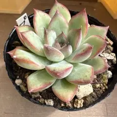 多肉植物 メキシコプリドニス×クスピダータメンチャカ 抜き苗 - メルカリ