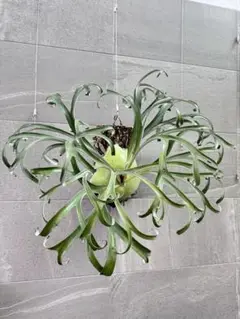 ビカクシダ☆alcicorne'compact'☆アルマダコンパクト③☆アルコン P.alcicorne 'Gorgon' ビカクシダ OC 03 - メルカリ