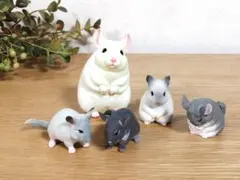 チンチラ 5匹