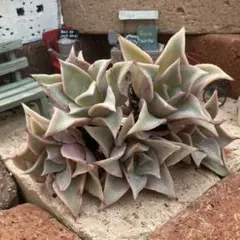 けいかな様 リクエスト 5点 まとめ商品