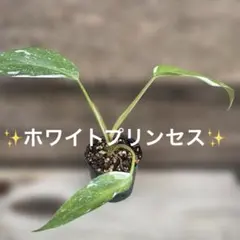 フィロデンドロン✨ホワイトプリンセス　E