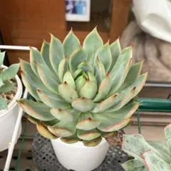 エケベリア ピンクドラゴン