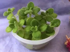 多肉植物　アロマティカス　カット苗　根つき