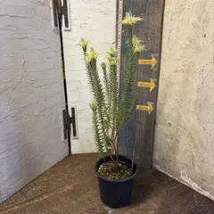 2026年最新】フィリカ プベッセンスの人気アイテム - メルカリ