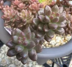 多肉植物　ホワイトストーンクロプ　カット苗　2カット　ボタニカル　つぶつぶ