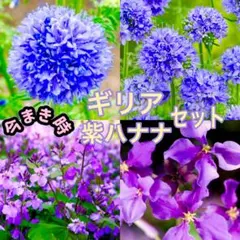【秋まき】紫系の春咲く花のタネ2種セット★ギリア & 紫ハナナ