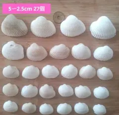 白い貝殻 まとめ売り レジン ハンドメイド素材 工作材料 アクセサリー