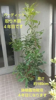 ☀【マカダミアナッツ取り木】 限定特別販売 バーディック大苗木 です。 2026年最新】マカダミアナッツ苗木の人気アイテム - メルカリ