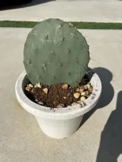 fuuhaa0228 様、確認用！ 大丸盆、ウチワサボテン、5枚、 2025年最新】ウチワサボテン大丸盆の人気アイテム - メルカリ