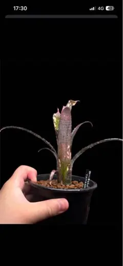 希少　花芽、子株付　ビルベルギア　ティンカーベル 希少 花芽、子株付 ビルベルギア ティンカーベル - メルカリ