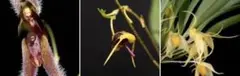 豪華3点セット　洋蘭原種　パルダリウムのサムネイル