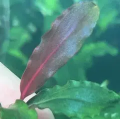 藤鷹様専用Bucepharandra Dark Afika Seberuang - メルカリ